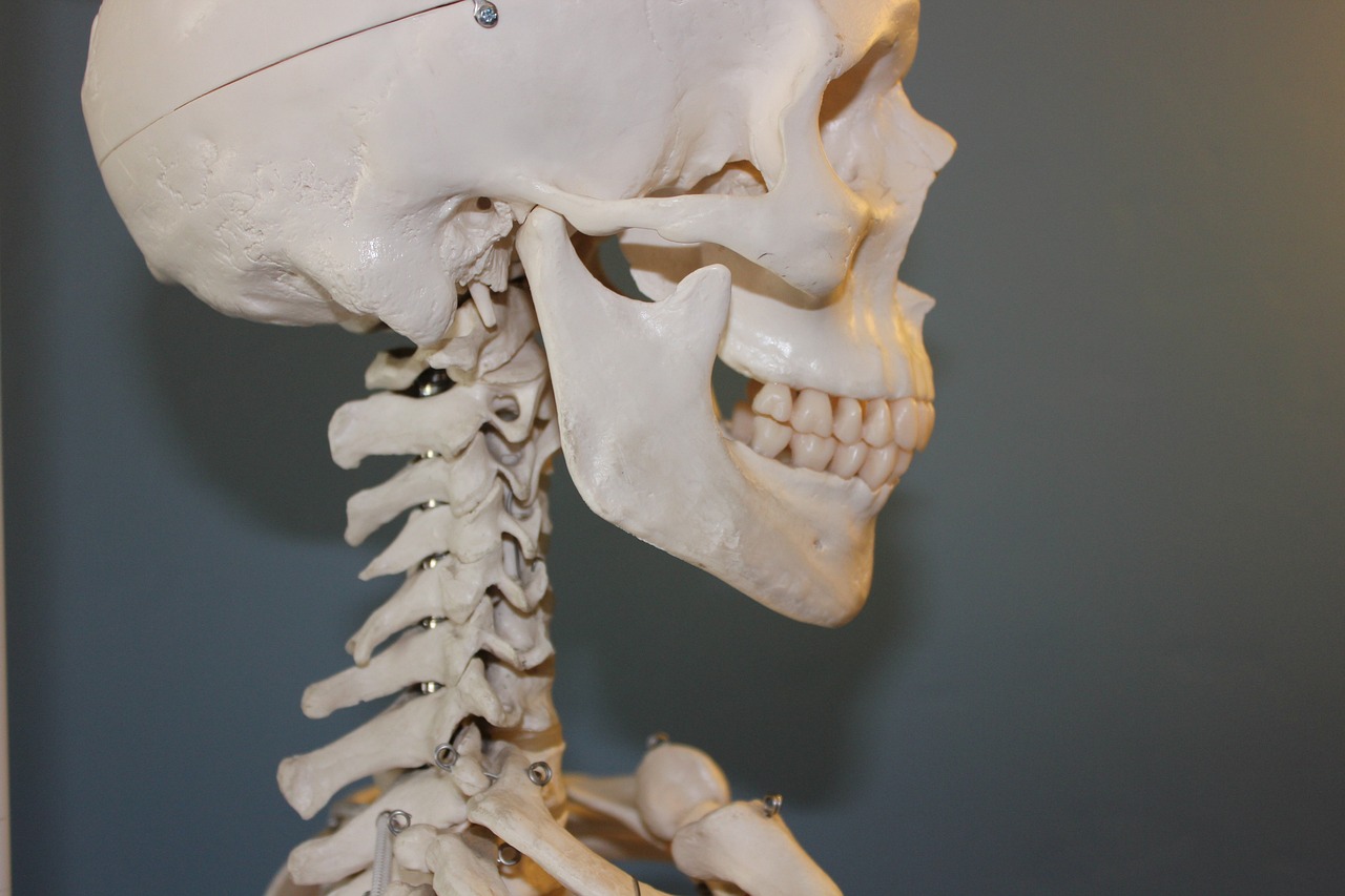 Modell eines Skeletts. Funktionsdiagnostik beim Zahnarzt. 