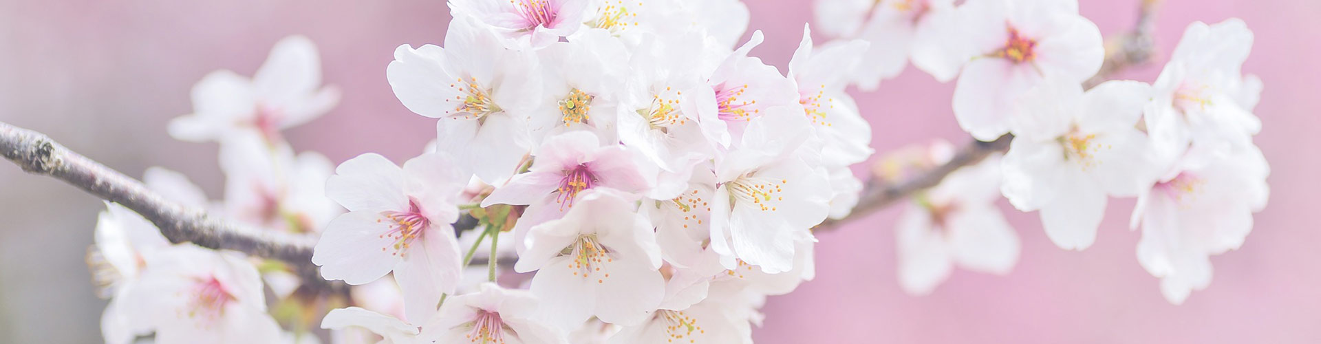 Headerbild Zahnerhaltung Kirschblüten